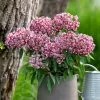 Kalmia Latifolia Kaleidoscope | 3L Pot -Perennial Plants Sales Store PL30004909 88a6