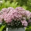 Kalmia Latifolia Minuet | 3L Pot