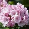 Kalmia Latifolia Tiddlywinks | 3L Pot -Perennial Plants Sales Store PL30004912 9fc9