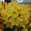 Rhododendron Nancy Evans | 2 Litre Pot -Perennial Plants Sales Store PL30004923 36e5