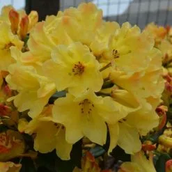 Rhododendron Nancy Evans | 2 Litre Pot