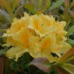 Rhododendron Harvest Moon | 5L Pot