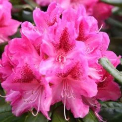 Rhododendron Cosmopolitan | 7lt Pot