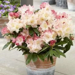 Rhododendron Percy Wiseman | 7lt Pot