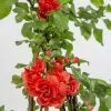 Chaenomeles Speciosa Orange Storm (PBR) | 12L Pot
