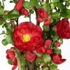Chaenomeles Speciosa Scarlet Storm (PBR) | 12 Lt Pot -Perennial Plants Sales Store PL30004941 941a