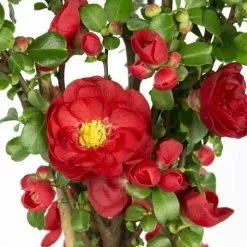 Chaenomeles Speciosa Scarlet Storm (PBR) | 12 Lt Pot