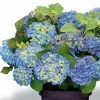 Hydrangea Macrophylla Forever & Ever Blue | 12L Pot