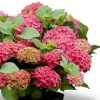 Hydrangea Macrophylla Forever & Ever Red | 12L Pot -Perennial Plants Sales Store PL30004951 d85e