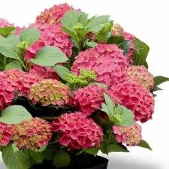 Hydrangea Macrophylla Forever & Ever Red | 12L Pot