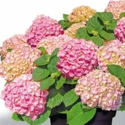 Hydrangea Macrophylla Forever & Ever Pink | 12L Pot