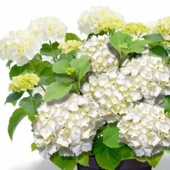 Hydrangea Macrophylla Forever & Ever White | 12L Pot