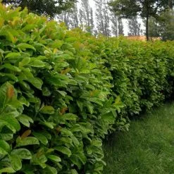 Prunus Laurocerasus Etna ('Anbri') (PBR) | 12 Lt Pot