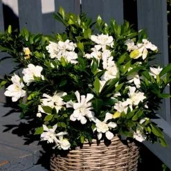 Gardenia Jasminoides Celestial Star (PBR) | 1.5L Pot