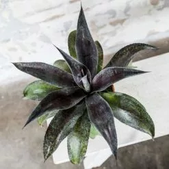 X Mangave Mission To Mars (PBR) | 13cm Pot