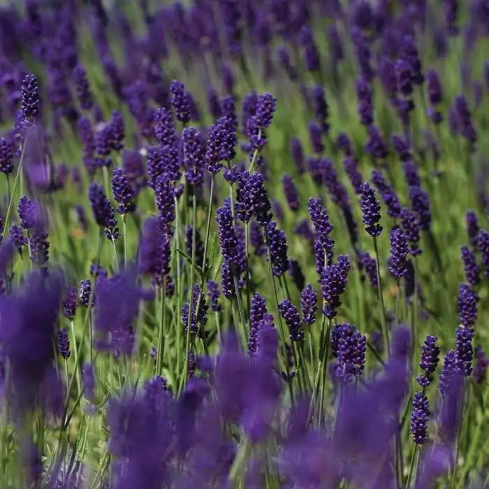 Lavandula Angustifolia Hidcote | 5 Litre Pot 3 Lavandula Angustifolia Hidcote | 5 Litre Pot