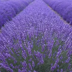 Lavandula Angustifolia Munstead | 5 Litre Pot