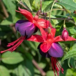 Fuchsia Lady Boothby | 2 Litre Pot