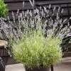Lavandula Angustifolia Platinum Blonde ('Momparle') (PBR) | 2 Litre Pot