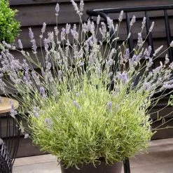 Lavandula Angustifolia Platinum Blonde ('Momparle') (PBR) | 2 Litre Pot