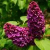 Syringa Vulgaris Andenken An Ludwig Späth | 12L Pot