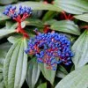 Viburnum Davidii | 10L Pot -Perennial Plants Sales Store PL30005037 f839
