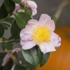 Camellia Sasanqua Pink | 1.5L Pot