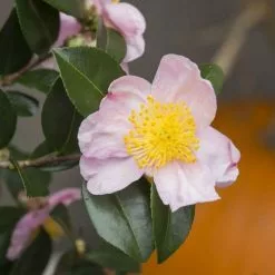 Camellia Sasanqua Pink | 1.5L Pot