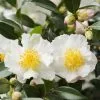 Camellia Sasanqua White | 1.5 Litre Pot -Perennial Plants Sales Store PL30005045 ae4e