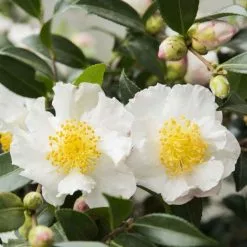 Camellia Sasanqua White | 1.5 Litre Pot