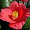 Camellia Japonica Adeyaka | 1.5L Pot -Perennial Plants Sales Store PL30005056 f595