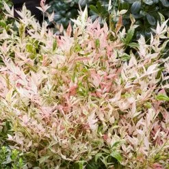 Nandina Domestica Twilight (PBR) | 2 Litre Pot