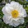 Paeonia Lactiflora Miss America | 4L Pot