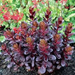 Hylotelephium Telephium Touchdown Teak (PBR) (Touchdown Series) | 2L Pot