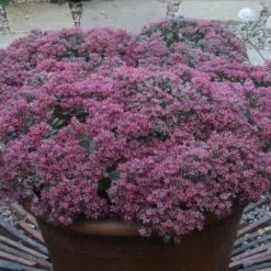 Hylotelephium Ewersii Var. Homophyllum Rosenteppich | 2L Pot