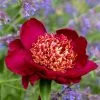 Paeonia Lactiflora Sword Dance | 4L Pot