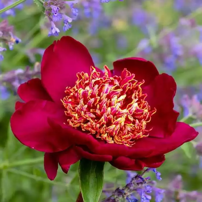 Paeonia Lactiflora Sword Dance | 4L Pot 3 Paeonia Lactiflora Sword Dance | 4L Pot