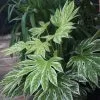 Fatsia Japonica Spider's Web | 7.5lt Pot -Perennial Plants Sales Store PL30005144 b69c