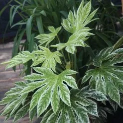 Fatsia Japonica Spider's Web | 7.5lt Pot