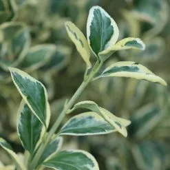 Euonymus Japonicus Bravo | 5L Pot