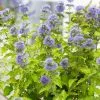 Caryopteris × Clandonensis Hint Of Gold ('Lisaura') (PBR) | 2L Pot