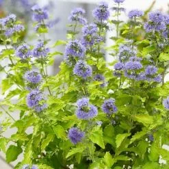 Caryopteris × Clandonensis Hint Of Gold ('Lisaura') (PBR) | 2L Pot