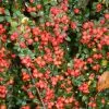 Cotoneaster X Suecicus Coral Beauty | 2 Litre Pot
