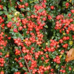 Cotoneaster X Suecicus Coral Beauty | 2 Litre Pot