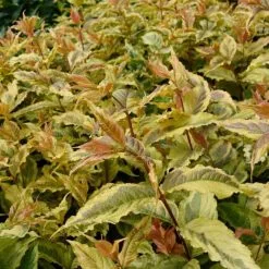 Diervilla Splendens Honey Surprise ('Diwibru02) (PBR) | 2L Pot