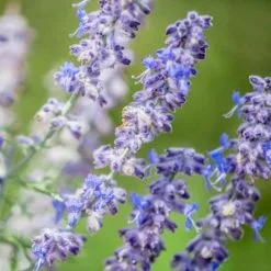 Perovskia Atriplicifolia Blue Jean Baby (PBR) | 2 Litre Pot