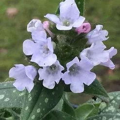 Pulmonaria Opal ('Ocupol') | 2 Litre Pot