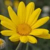 Euryops Pectinatus | 2 Litre Pot