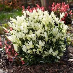 Euonymus Japonica Himalaya ('Lankveld06') (PBR) | 2 Litre Pot