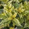 Osmanthus Heterophyllus Goshiki | 2L Pot 2 Osmanthus Heterophyllus Goshiki | 2L Pot -Perennial Plants Sales Store PL30005246 00c6